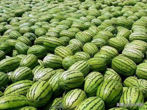 大型最强吃瓜视频,一场视觉盛宴的狂欢之旅