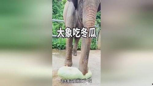 大象吃长腿瓜视频,揭秘大象如何享用长腿瓜美食