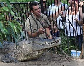 小虎把瓜给鳄鱼吃的视频,小虎瓜分惊喜瞬间