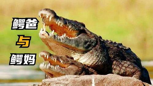 小虎把瓜给鳄鱼吃的视频,小虎瓜分惊喜瞬间