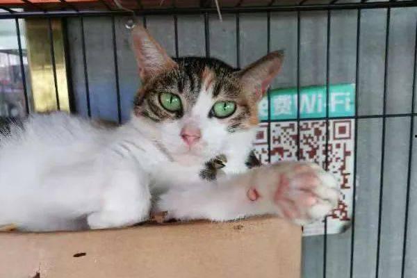 小白猫吃瓜视频全集,全程萌态，笑料连连