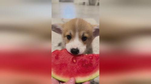 小狗八卦吃瓜视频播放,揭秘吃瓜视频背后的热门话题