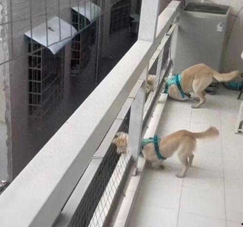 小狗八卦吃瓜视频播放,揭秘吃瓜视频背后的热门话题