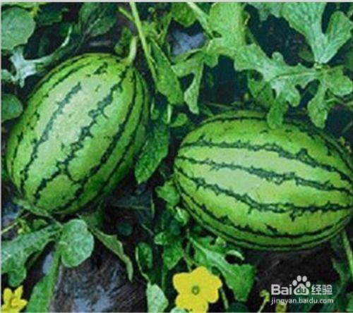 白桃吃瓜大结局视频,揭秘真相，悬念终揭晓！