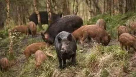 野猪进瓜棚吃瓜视频大全,一场欢乐的“瓜果盛宴”