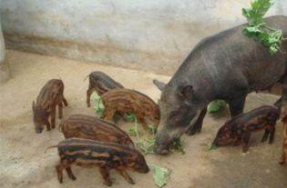 野猪进瓜棚吃瓜视频大全,一场欢乐的“瓜果盛宴”