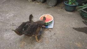 鸭子可以吃小瓜吗视频,小瓜成为新宠？