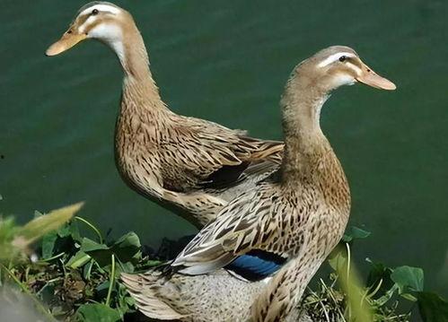 鸭子可以吃小瓜吗视频,小瓜成为新宠？