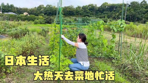 什么瓜能搭架子吃呢视频,探索搭架子吃瓜的乐趣