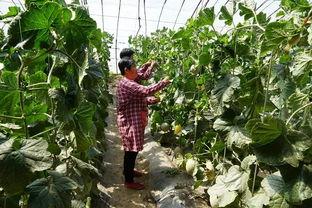 什么瓜能搭架子吃呢视频,探索搭架子吃瓜的乐趣