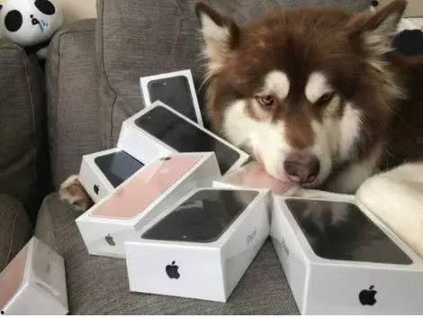 香香公主与爱犬吃瓜视频,萌态十足引网友热议