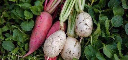 吃瓜萝卜唱歌视频大全,笑料百出，欢乐无限