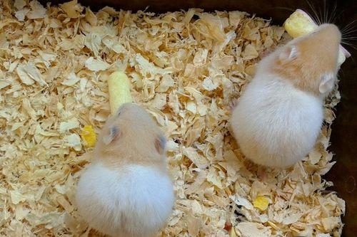 仓鼠可以吃蜜瓜么吗视频,揭秘仓鼠食用蜜瓜的趣味视频