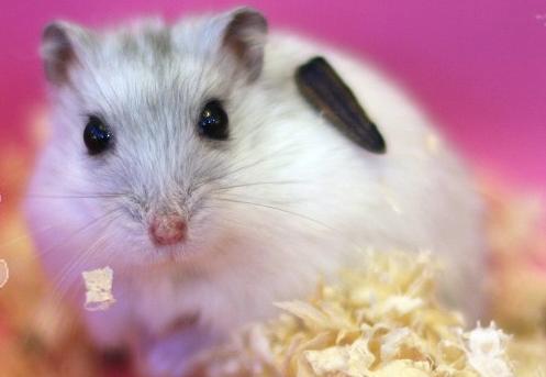 仓鼠可以吃蜜瓜么吗视频,揭秘仓鼠食用蜜瓜的趣味视频