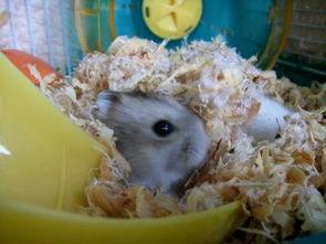 仓鼠可以吃蜜瓜么吗视频,揭秘仓鼠食用蜜瓜的趣味视频