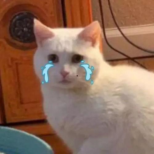 猫吃瓜被当场抓获视频,萌态百出引网友热议