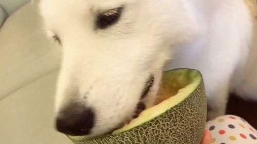 吃瓜群众宠物视频在线观看,吃瓜群众在线观看宠物视频盛宴