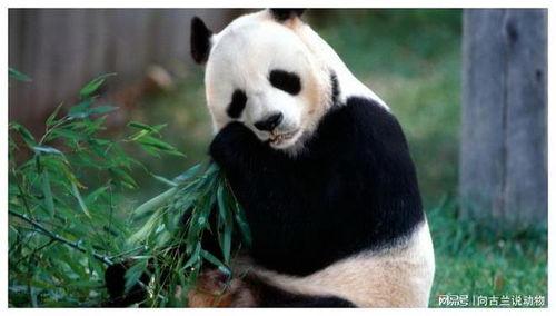 大熊猫吃方瓜视频大全下载,视频大全下载攻略