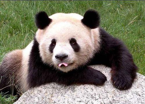 大熊猫吃方瓜视频大全下载,视频大全下载攻略