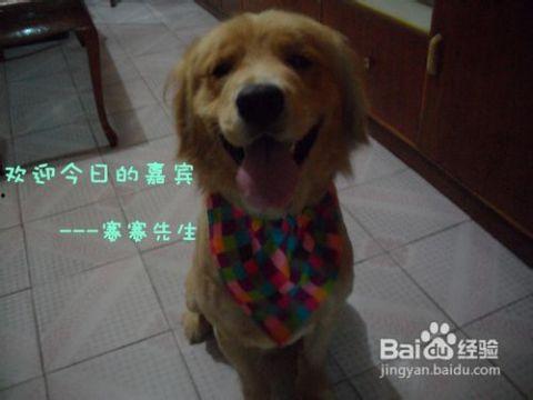 金毛可以吃蒲瓜吗视频,蒲瓜的适宜性探讨