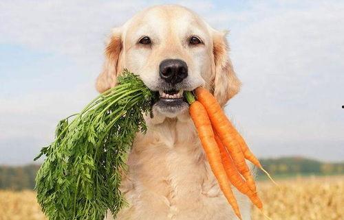 金毛可以吃蒲瓜吗视频,蒲瓜的适宜性探讨