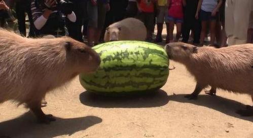 水豚吃瓜视频,萌态十足引网友爆笑