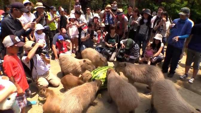 水豚吃瓜视频,萌态十足引网友爆笑
