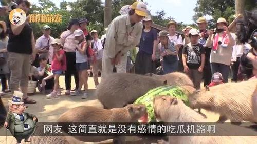 水豚吃瓜视频,萌态十足引网友爆笑