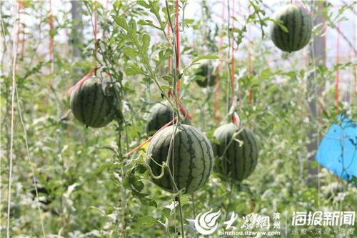 宁津吃瓜视频,揭秘当地特色美食背后的故事