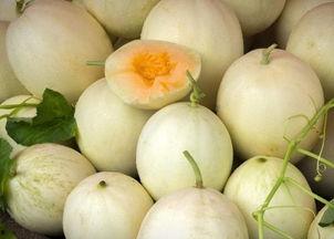 吃白兰瓜视频大全,视频大全带你领略瓜香四溢的味蕾盛宴