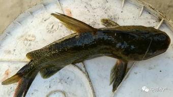 瓜虫病的鱼可以吃嘛视频,能否食用及处理方法