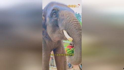 吃瓜大象的视频,一场趣味横生的动物奇遇记