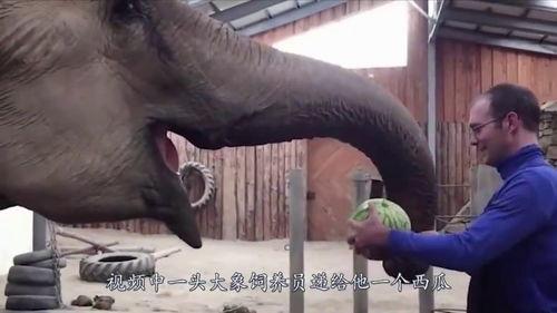吃瓜大象的视频,一场趣味横生的动物奇遇记