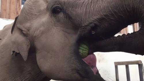 吃瓜大象的视频,一场趣味横生的动物奇遇记