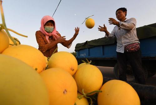 吃蜜瓜舞蹈音乐视频播放,跟随音乐视频感受夏日甜蜜律动