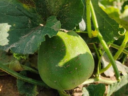 吃龙瓜的小视频大全图片,小视频里的美味诱惑大盘点