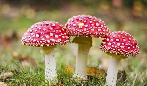 17c吃瓜蘑菇视频,揭秘网络红人的幕后故事