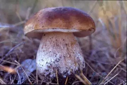 17c吃瓜蘑菇视频,揭秘网络红人的幕后故事