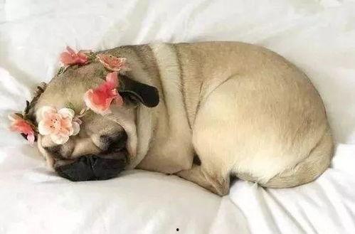 狗狗吃瓜被打屁股视频,狗狗吃瓜被打屁股萌态百出