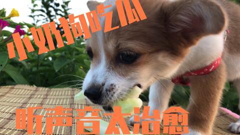 狗狗吃瓜被打屁股视频,狗狗吃瓜被打屁股萌态百出