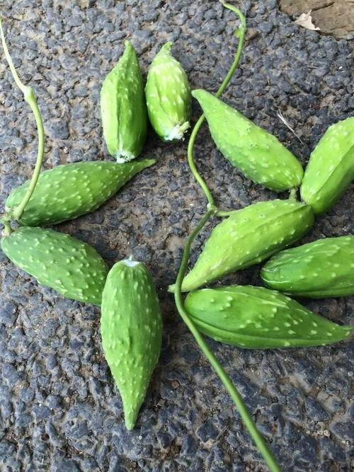 野生瓜怎么吃视频,野生瓜的多样食用方法揭秘