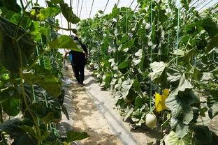 野生瓜怎么吃视频,野生瓜的多样食用方法揭秘