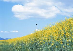 油菜花吃瓜视频,一场视觉盛宴的美食之旅