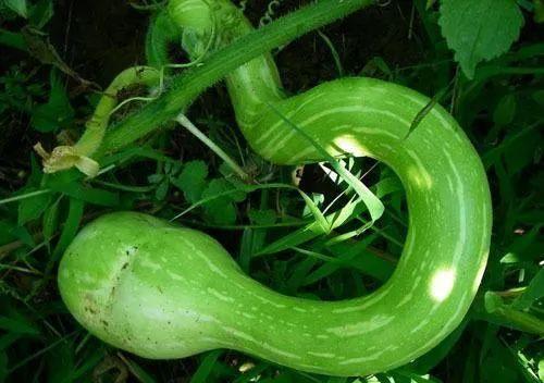 水瓜可以分两次吃吗视频