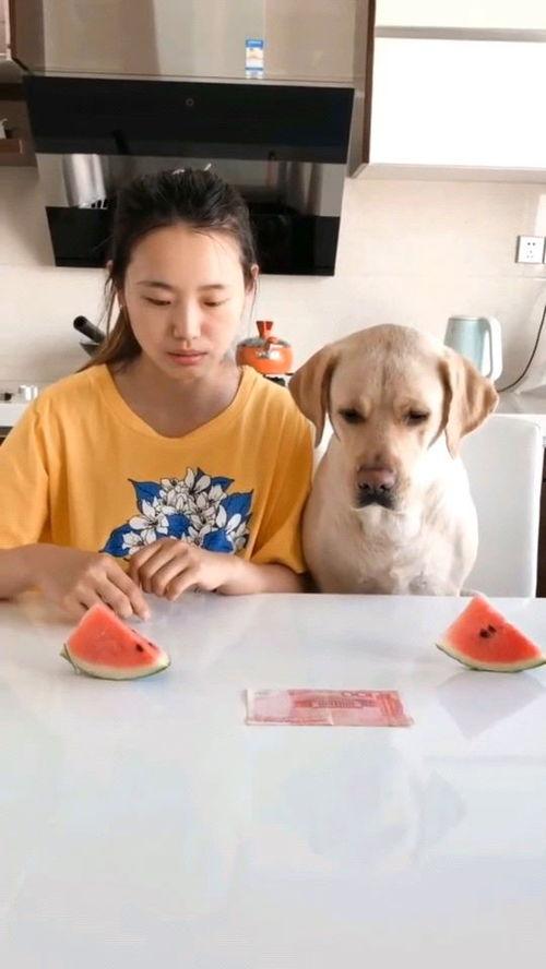 吃瓜比赛视频模板,一场视觉与味觉的双重盛宴