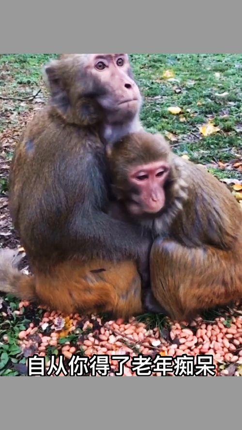 猴子搞笑配音吃瓜视频,笑料横飞！