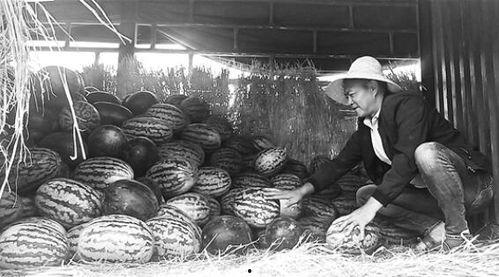 招远吃瓜群众事件视频最新,真相与反思