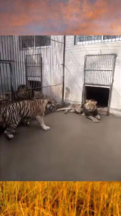 老虎打架吃瓜视频大全,吃瓜群众围观视频大全