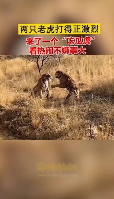 老虎打架吃瓜视频大全,吃瓜群众围观视频大全