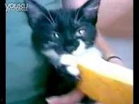 猫一直吃哈密瓜好吗视频,揭秘猫咪吃哈密瓜的利与弊